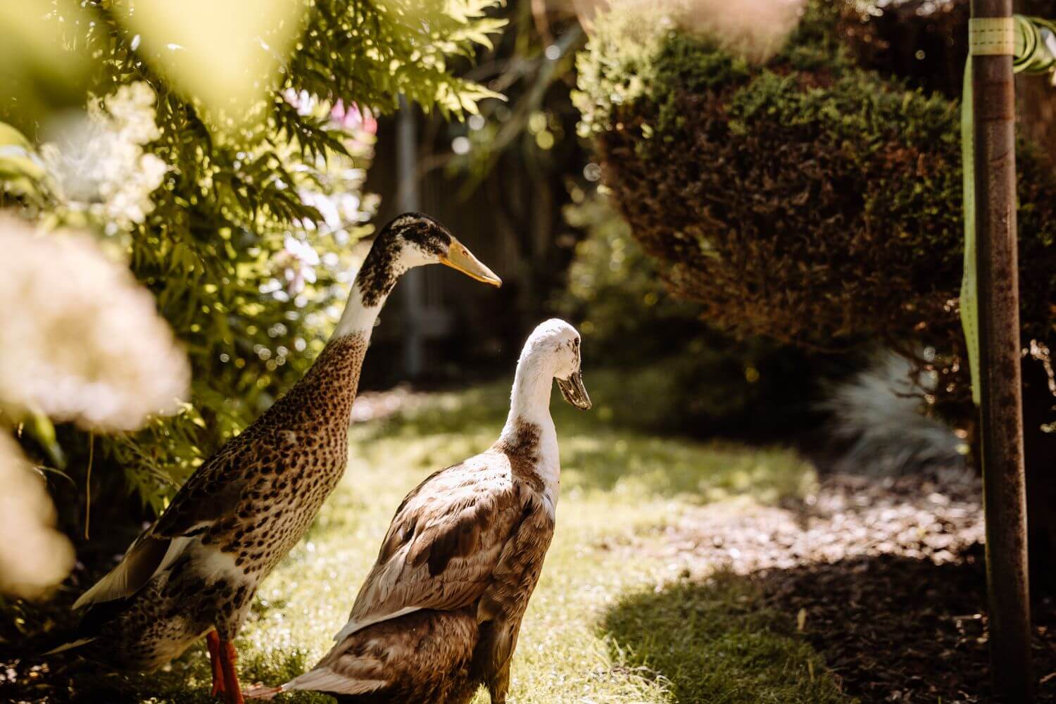 Enten im Garten der Ferienwohnung in Berg-Höhenrain am Starnberger See