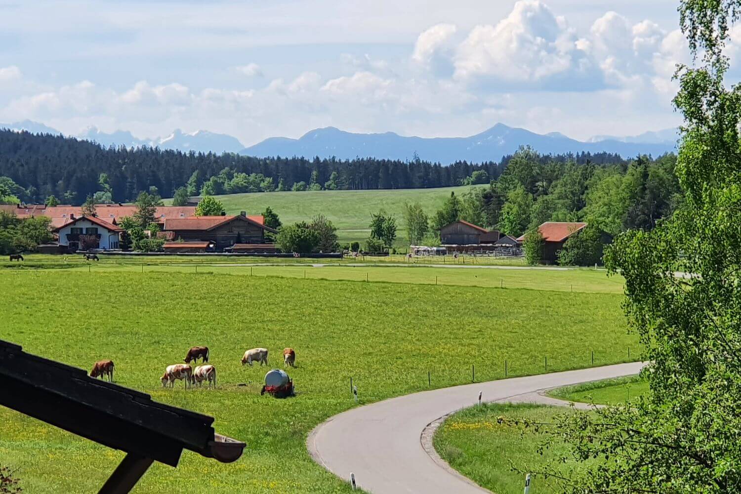 Bauernhöfe und Kühe auf grünen Wiesen mit Alpenblick in Oberbayern